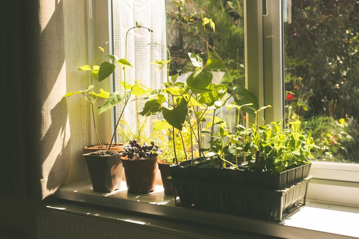 Young pea and bean seedlings growing in small pots on a sunny windowsill