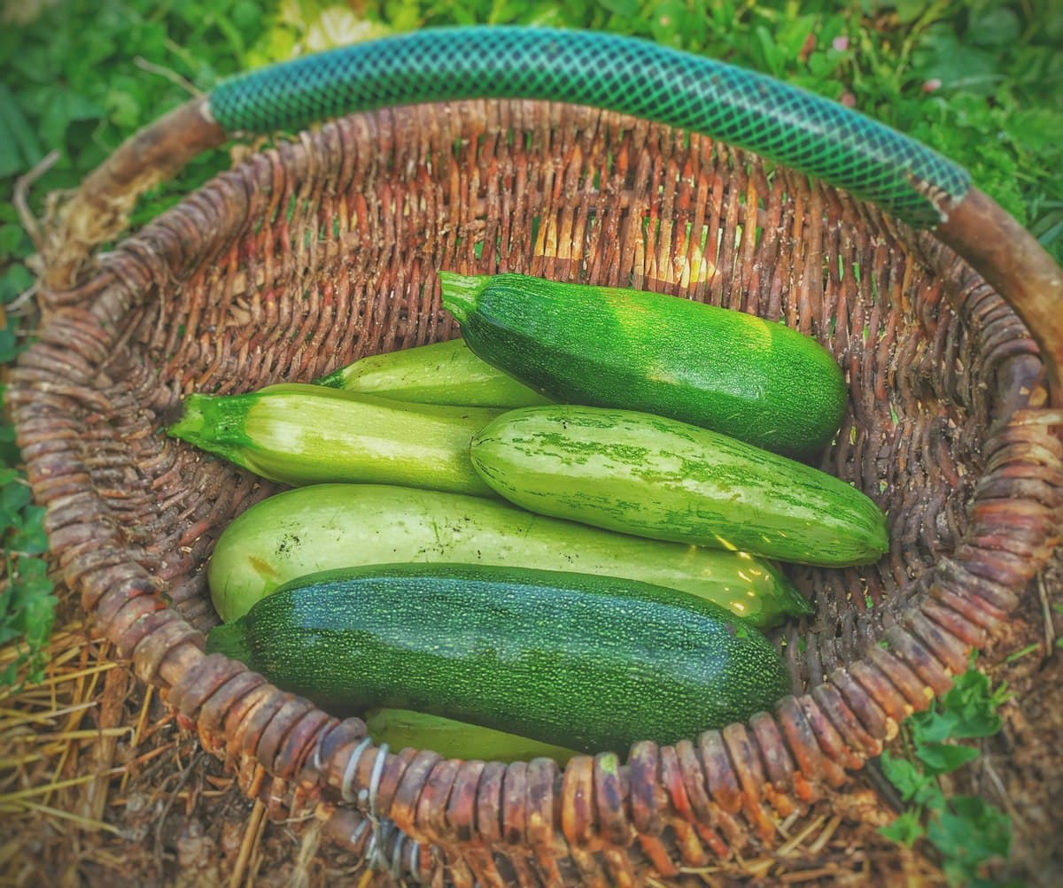 Glut of green zucchini freshly harvested into a round wicker basket
